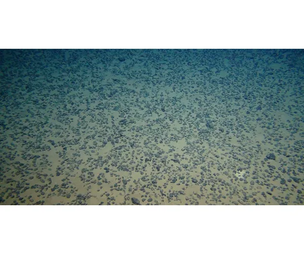 Image of polymetallic nodules on the seafloor